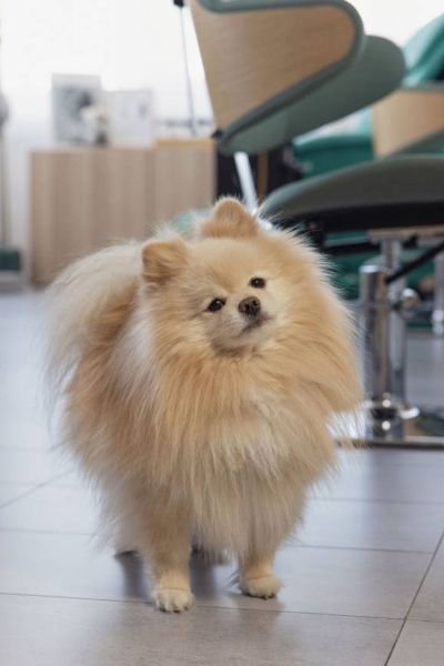 isha_pet_friendly